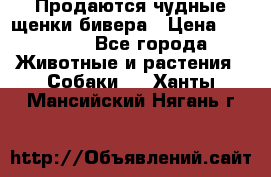 Продаются чудные щенки бивера › Цена ­ 25 000 - Все города Животные и растения » Собаки   . Ханты-Мансийский,Нягань г.